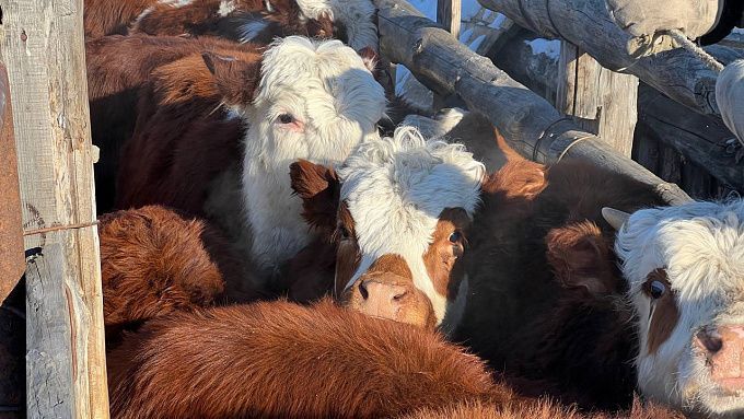 Режим повышенной готовности из-за угрозы заразного узелкового дерматита вводят в Бурятии