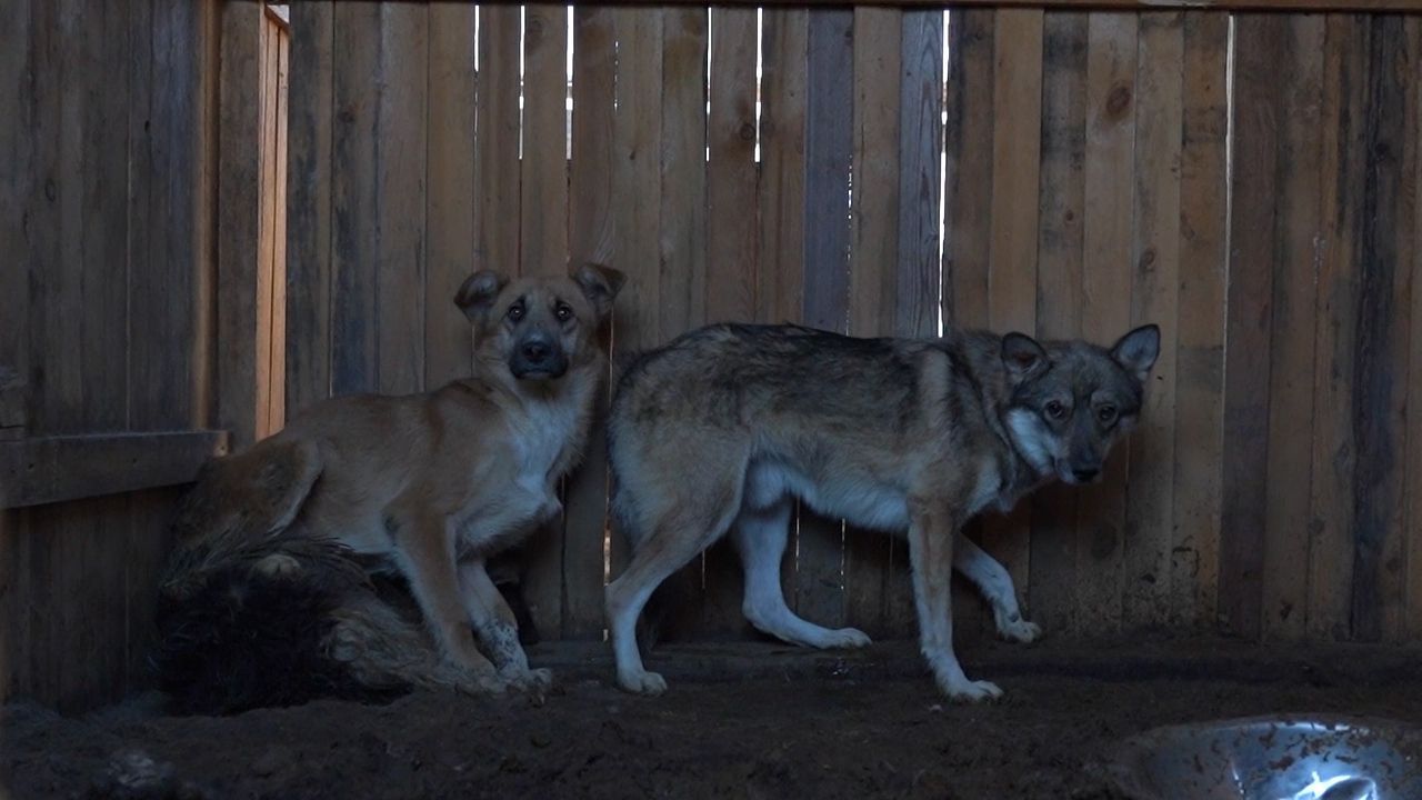 Голодная смерть, эвтаназия или массовое возвращение бродячих собак на ...