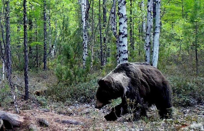 В Бурятии объяснили, почему медведи стали чаще выходить к людям
