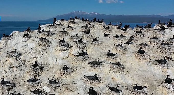 Охоту на баклана разрешили в Бурятии