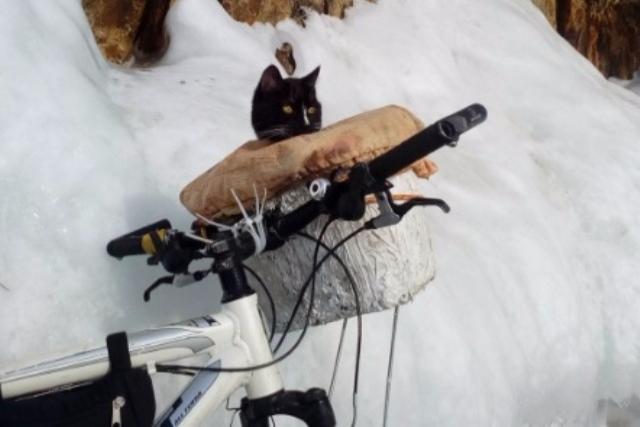Кот-путешественник из Нижнего Тагила добрался до Байкала (ФОТО) 