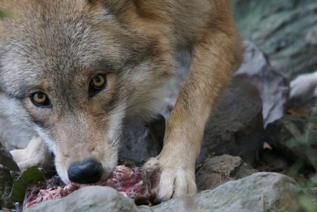 «У волков здесь прав больше, чем у людей»: Жители Тункинского района Бурятии жалуются на постоянные набеги волков