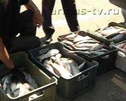 Внушительный  улов  незаконной  рыбалки в Бурятии