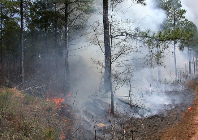 В Бурятии тушат пять лесных пожаров