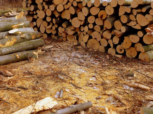 В Бурятии предприниматели спилили лес на 5 миллионов
