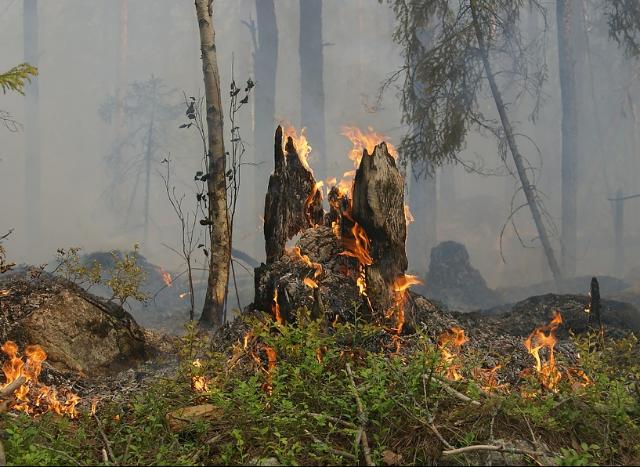 В Улан-Удэ из-за неосторожного обращения с огнём горел лес у «Энергетика»