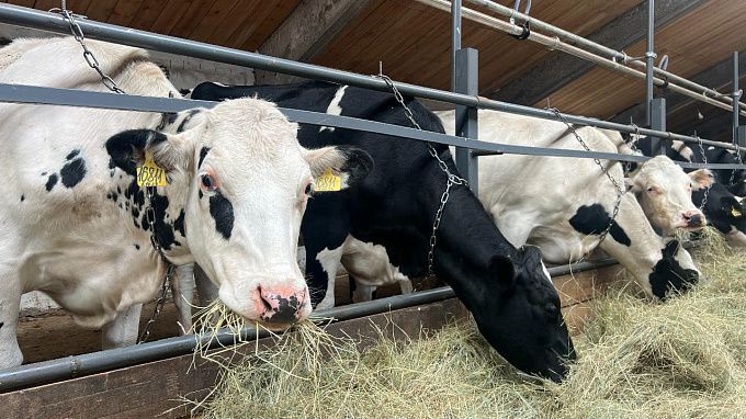 В Бурятии бывший полицейский построит ферму по откорму скота