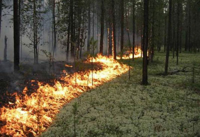 Житель Бурятии уснул в лесу с непотушенной сигаретой и устроил пожар