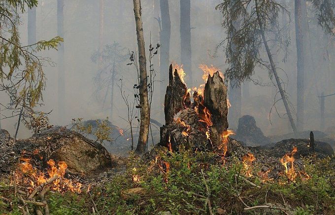 В Бурятии на охрану лесов выделят дополнительные 10 млн рублей