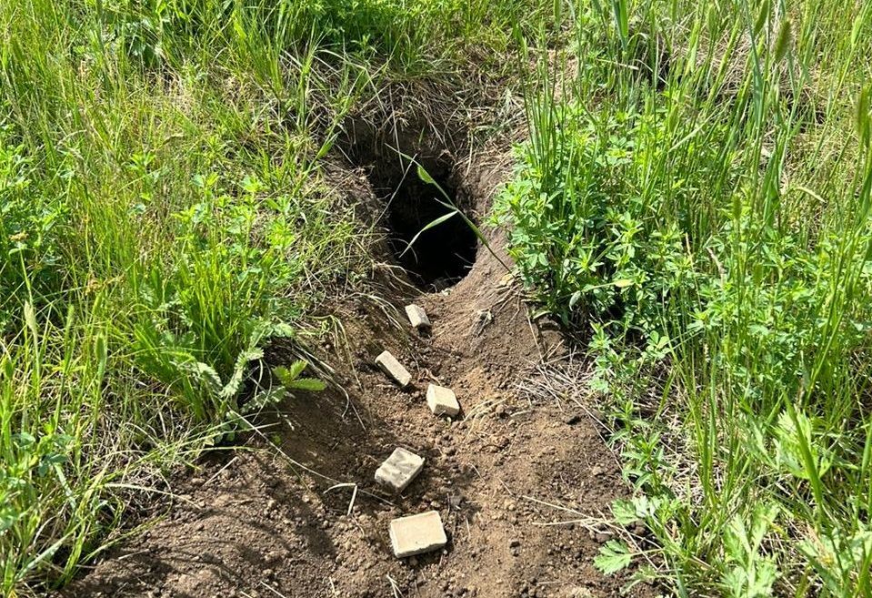 В Бурятии диких животных накормят вакциной от бешенства