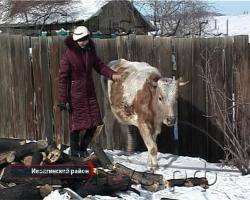 Корова - в подарок. Власти и жители Бурятии осваивают новый социальный договор