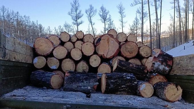 Приговор за незаконную рубку леса вынесли жителю Бурятии
