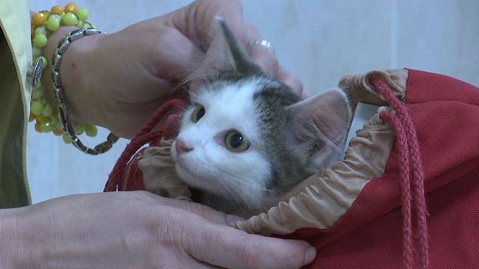В Улан-Удэ вновь стартует льготная стерилизация кошек