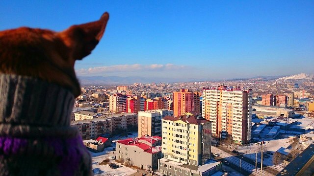 Почти «Следуй за мной»: Владелица «инстаграм-тойтерьера» из Улан-Удэ удивит Иркутск