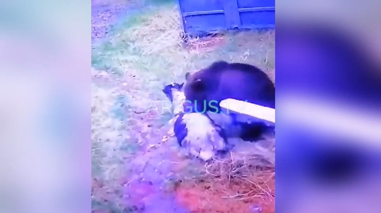 На севере Бурятии медведь задрал яка. ВИДЕО