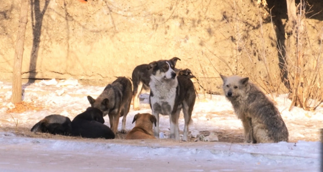 Зоозащитники впервые займутся отловом собак в Улан-Удэ