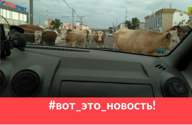 НЕсрочно: Коровы-нарушители ПДД на дорогах Улан-Удэ (ФОТО)