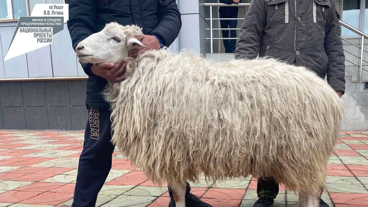 Баран из Бурятии стал лучшим на выставке в Забайкалье