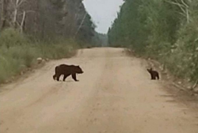 В Бурятии возле турбазы заметили медведицу с медвежонком
