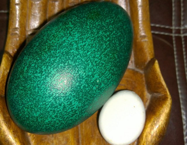 В зоогалерее Иркутска страус эму впервые снесла яйцо (ФОТО)
