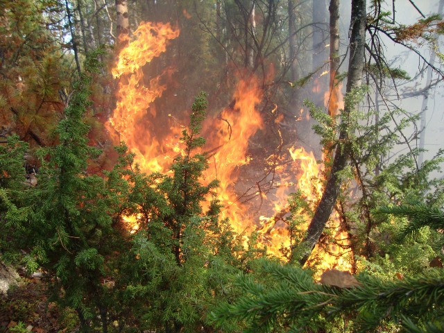  В Бурятии из-за гроз загорелись леса Забайкальского национального парка  