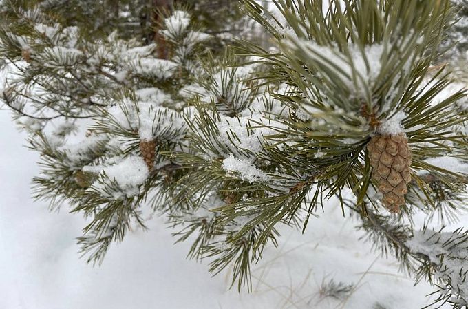 В Бурятии местами прогнозируют снег и гололедицу 