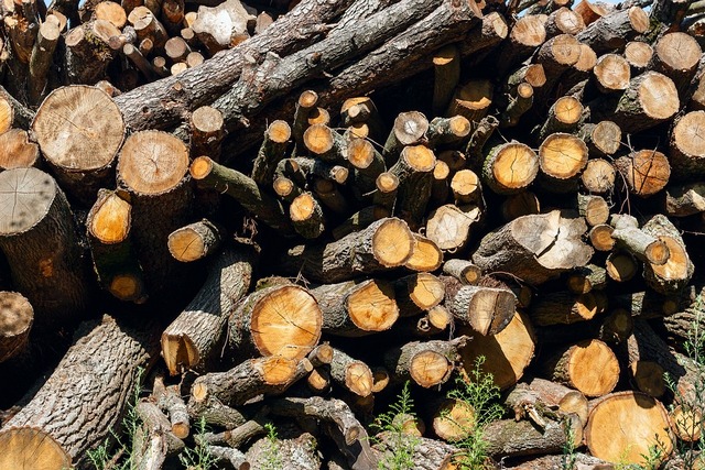 В Бурятии арендаторы леса задолжали бюджету более 108 миллионов рублей