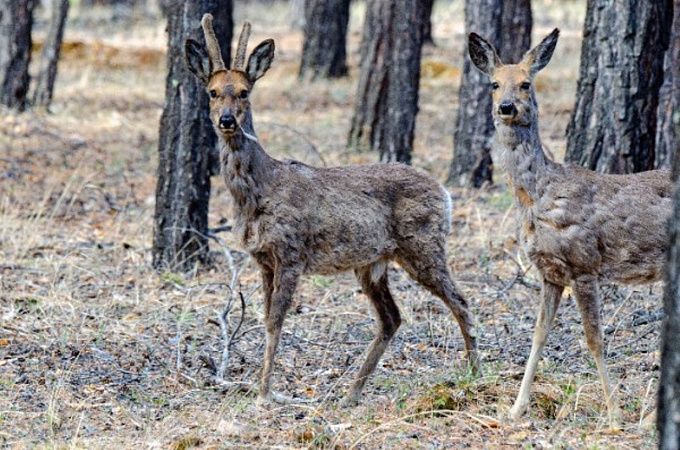 В Бурятии два браконьера караулили косуль на солонце