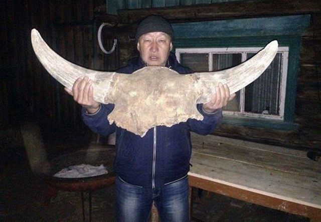 Фермер из Бурятии семь лет хранил в сарае гигантский череп «предка» современных коров