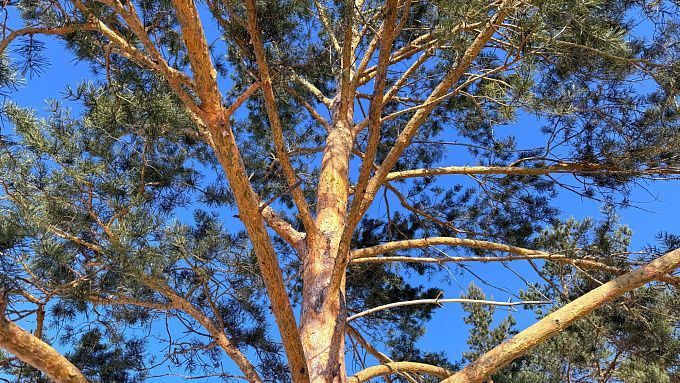 Местами в Бурятии потеплеет до +11