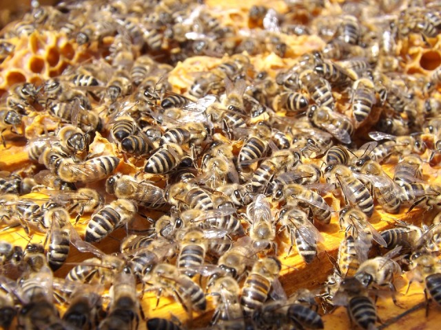 В Бурятии назвали возможную причину массовой гибели пчел 