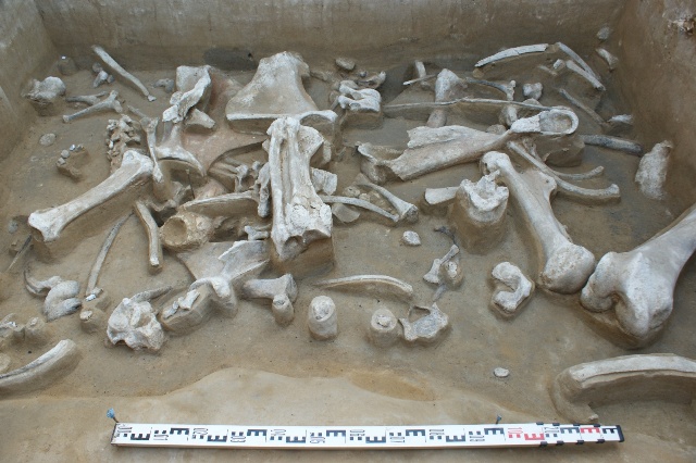 В Сибири обнаружены кости восьми мамонтов