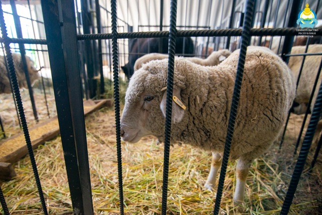 Жителей Бурятии приглашают на выставку племенных овец и коз 