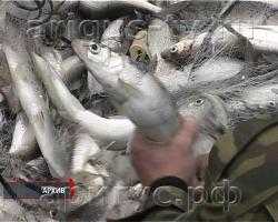 Нерест омуля позади. 16 тонн незаконно отловленной рыбы и другие итоги рыбоохраны