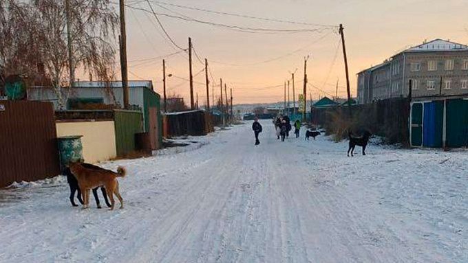 Агрессивных собак отловили в городе Бурятии после вмешательства Следкома