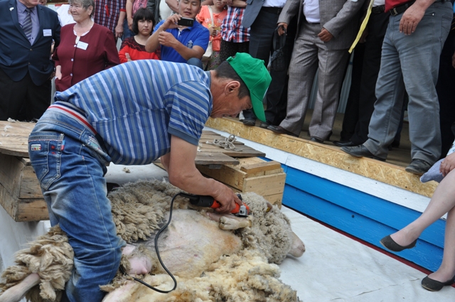 «Миссия выполнима»: На «шоу стригалей» животновод из Бурятии стриг овечку три минуты и три секунды 