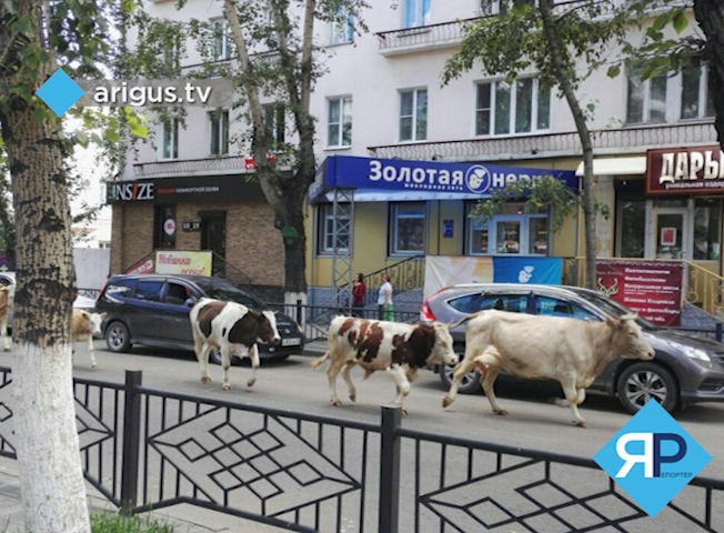 Горожан шокировало стадо коров в центре Улан-Удэ