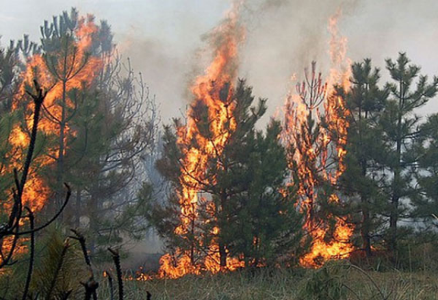 РАЛХ: Непогода привела к росту количества лесных пожаров в Бурятии