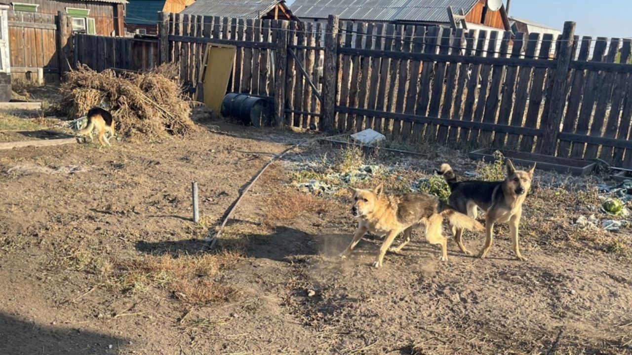 Собаки в бурятии. Собаки загрызли пенсионерку. Собаки загрызли жительницу Бурятии. Бродячие псы загрызли насмерть пенсионерку. Ребенка насмерть загрызла собака.