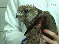 В Улан-Удэ обнаружили раненую хищную птицу