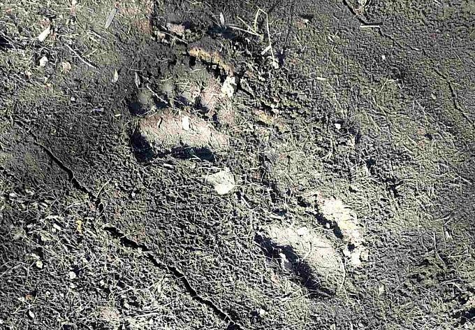 Медведь загрыз барана в окрестностях села Бурятии