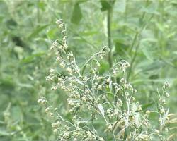 Сезон поллиноза или аллергии на пыльцу в Улан-Удэ в разгаре