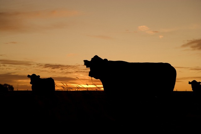В Бурятии скотокрады сдали на рынок четырех коров