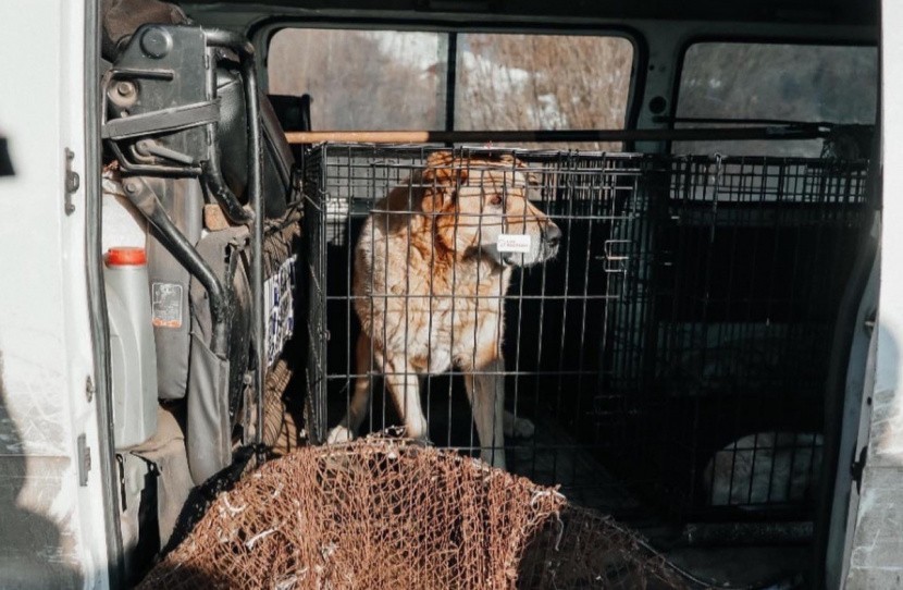 Полка для собак в дорогу