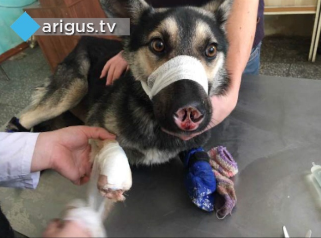 В Улан-Удэ неизвестный живодёр отрубил собаке лапы и нос (ФОТО 18+) 