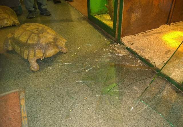 В Иркутске две черепахи сбежали из вольера, разбив стекло 