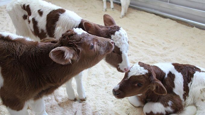 В Бурятии научились предсказывать мясистость у скота