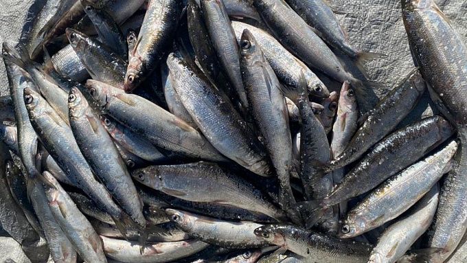 В Бурятии два рыбака наловили омуля на 300 тысяч рублей