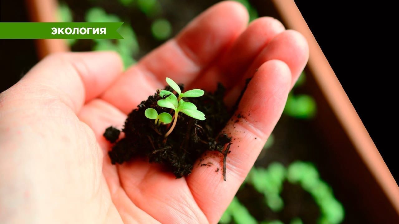 Родное, полезное, с Байкала