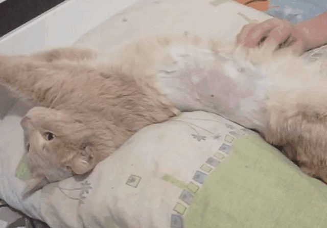 В Улан-Удэ расстрелянный живодерами кот пошел на поправку